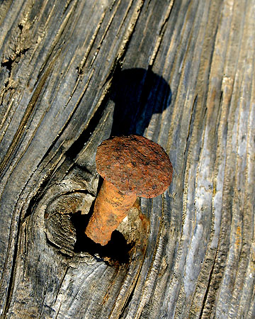 Late afternoon sun on a rusty nail