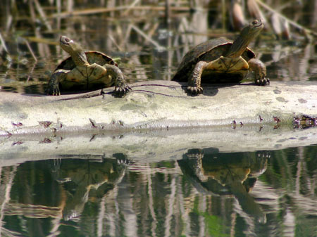 two turtles on a fallen tree, retouched in Photoshop