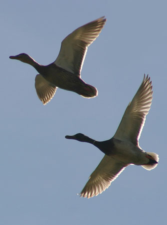 Two ducks flying overhead backlit by the sun