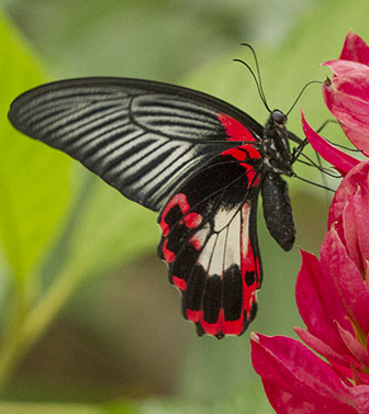 Butterfly on a flower profile