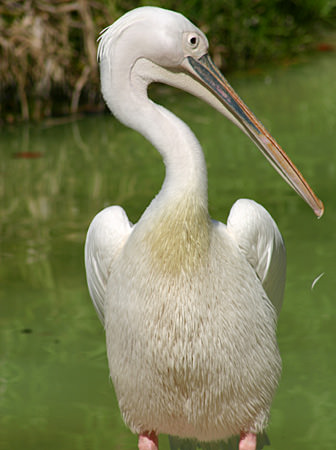 applying negative exposure compensation of a photograph of a stork