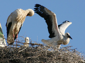 Storks nesting on a church roof